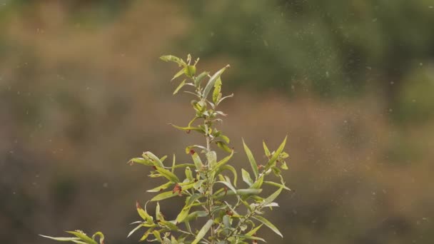 Swarm of insects flying above plant. — Stock Video