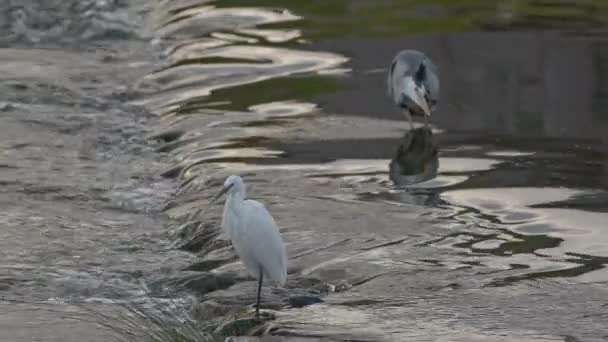 灰鲱鱼和小白鹭在一条浅浅的河里休息. — 图库视频影像