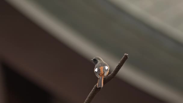 Rousseur daurienne mâle décollant de la branche. — Video
