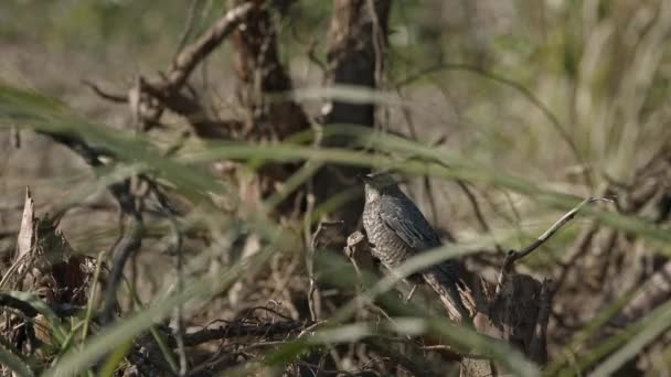 Female blue rock thrush sitting on the ground. — Stockvideo