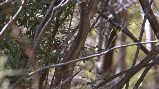 Small forest bird foraging for insects. — стоковое видео