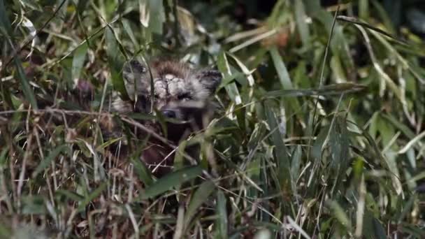 Japanese Raccoon with sarcoptic mange — ストック動画