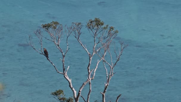 Grey-faced buzzard resting in a tree with ocean background. — Vídeo de stock