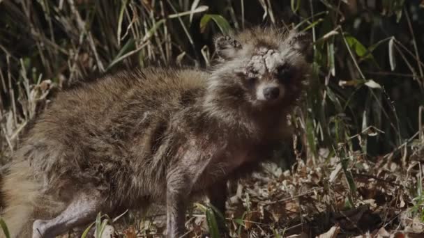 Japanese Raccoon with sarcoptic mange — Stockvideo
