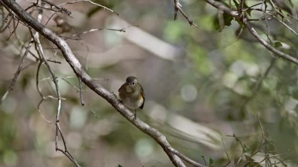 Malý lesní ptáček odpočívající na větvi. — Stock video