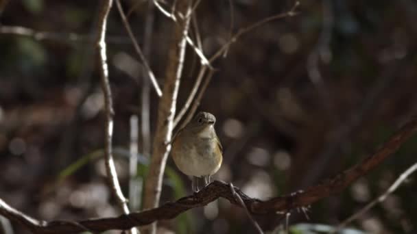 Pequeño pájaro del bosque descansando en una rama. — Vídeos de Stock