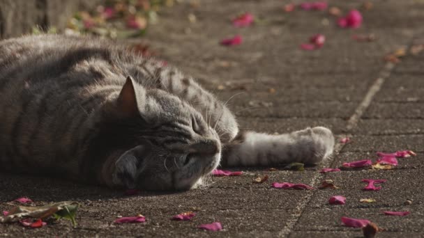 Κοντινό πλάνο ενός tabby ακουμπισμένο στο έδαφος. — Αρχείο Βίντεο