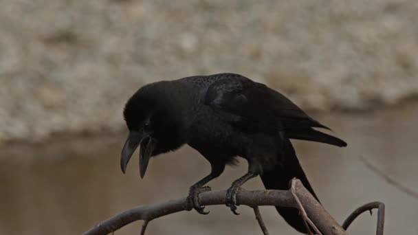 Primer plano de un cuervo de pico grande gritando. — Vídeos de Stock