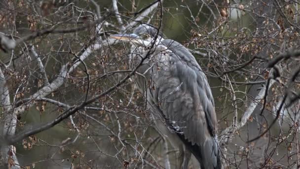 Een grijze reiger rustend in een boom. — Stockvideo