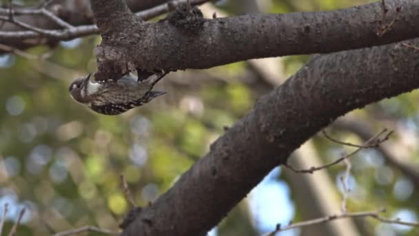 Japansk pygmé hackspett födosök för insekter. — Stockvideo