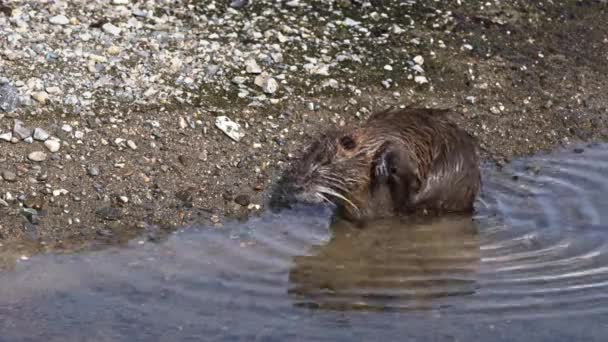 Een nutria zittend op de boord van een rivier. — Stockvideo