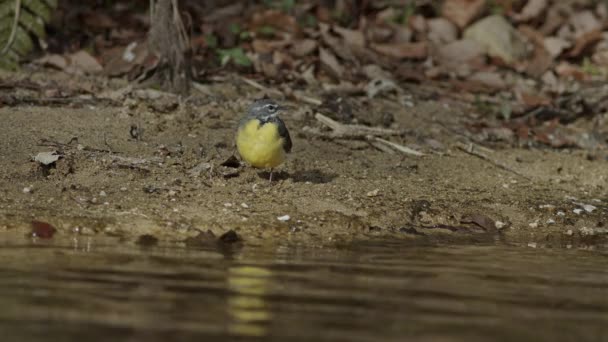 Eine Bachstelze ruht am Rande des Wassers — Stockvideo