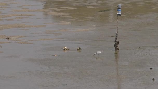 浅水区常见的绿鱼群追逐鱼. — 图库视频影像