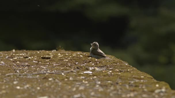 Mladý pták má blízké setkání s vážkou. — Stock video