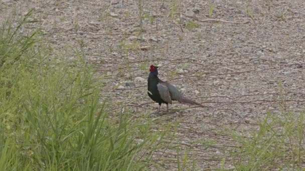 Mannelijke Japanse Groene Fazant Kraait Slaat Zijn Vleugels Groene Fazant — Stockvideo