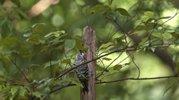 Detailní Záběr Japonského Pygmejského Datla Hledajícího Hmyz Stromě — Stock video