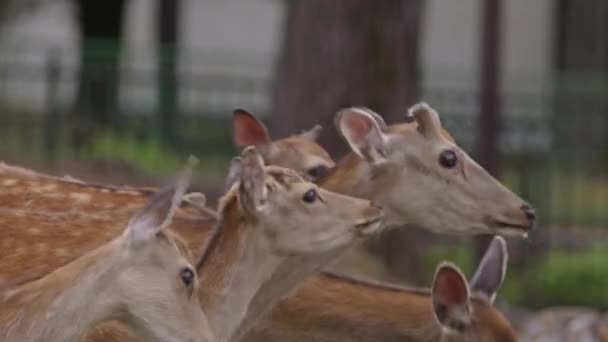 Close Tiro Grupo Veados Sika Implorando Por Comida Nara Park — Vídeo de Stock