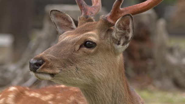 Primer Plano Ciervo Sika Cantando Nara Park Japón — Vídeos de Stock