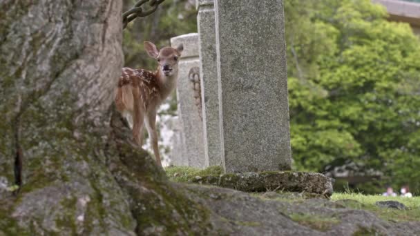 Gros Plan Faon Cerf Sika Vocalisant Nara Park Japon — Video