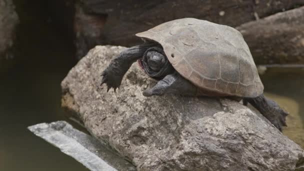Κοντινό Πλάνο Μιας Ιαπωνικής Χελώνας Πετάει Μακριά Χελώνα Είναι Ενδημική — Αρχείο Βίντεο