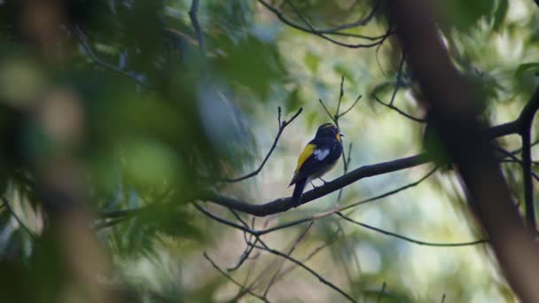 Narcissus Flycatcher Resting Tree High Quality Footage — Stock video