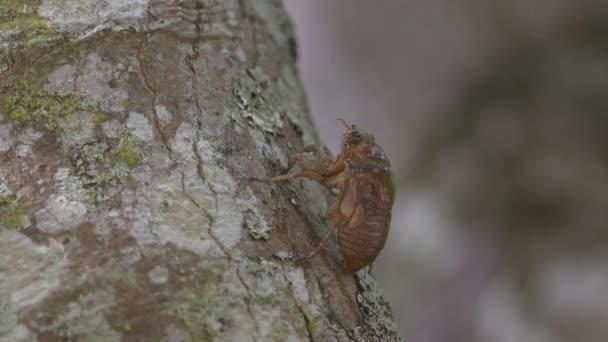Κοντινό Πλάνο Μιας Νύμφης Cicada Ετοιμάζεται Για Την Εμφάνιση Υψηλής — Αρχείο Βίντεο