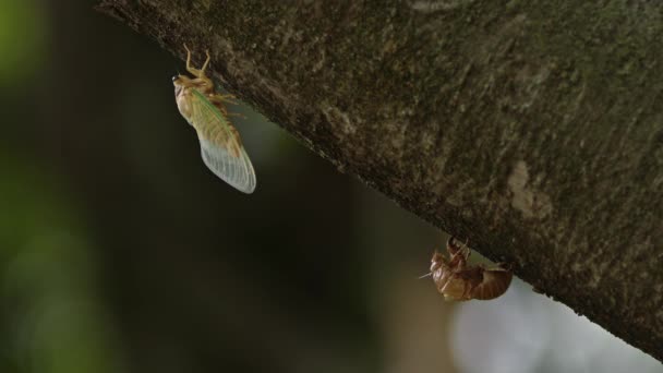Newly Emerged Adult Cicada Clings Underside Tree Trunk High Quality — Wideo stockowe