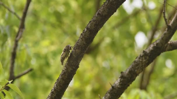 Nahaufnahme Einer Zikade Die Einem Baum Singt Sound Inklusive Hochwertiges — Stockvideo