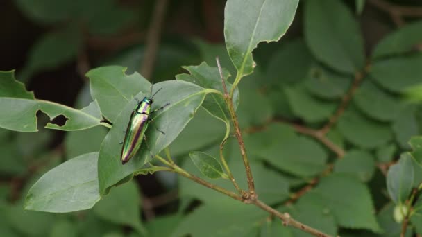 Acercamiento Imágenes Escarabajo Joya Arrastrándose Sobre Hojas Verdes Exuberantes Imágenes — Vídeo de stock