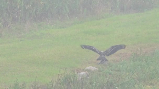 Black Kite Washing Strong Winds Heavy Rain Высококачественные Кадры — стоковое видео