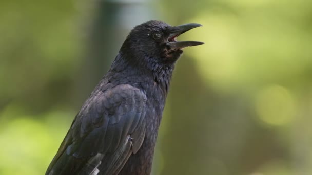 Close Large Billed Crow Panting Summer Heat High Quality Footage — Stockvideo