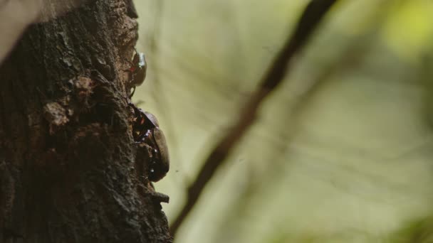 Drone Beetles Compete Female Rhinoceros Beetle Oak Tree Sap High — Stockvideo