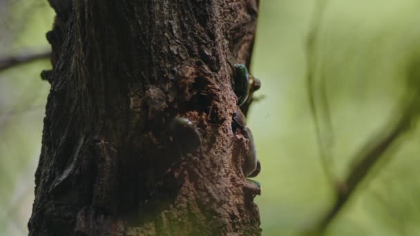 Drone Beetles Compete Female Rhinoceros Beetle Oak Tree Sap High — 비디오