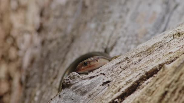 Close Japanese Lizard Basking Tree Stump High Quality Footage — Stockvideo