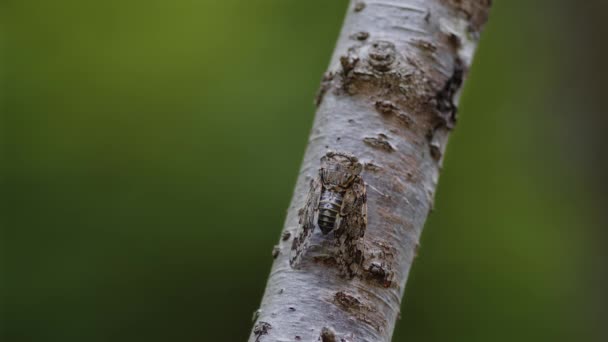 Kaempher Cicada Vocalising Small Branch High Quality Footage — 비디오