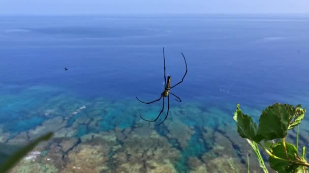 Close Shot Golden Orb Weaver Spider Tropical Waters Okinawa Background — Vídeo de Stock