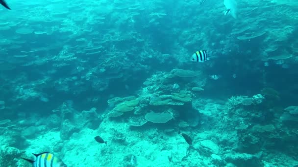 Underwater Shot Schools Tropical Reef Fish Okinawa Japan — Stock Video