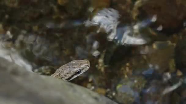 Close High Angle Head Shot Japanese Rat Snake Hunting River — Vídeo de stock