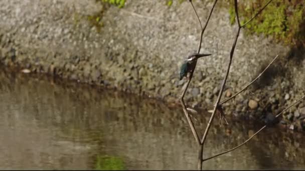 Common Kingfisher Rests Small Tree Overhanging River High Quality Footage — Stockvideo