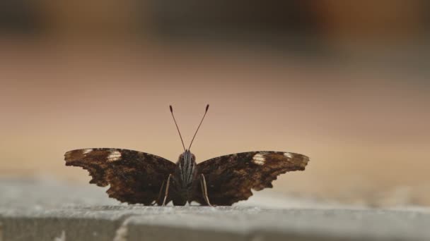 Close Front View Blue Admiral Butterfly Resting Ground — Video Stock