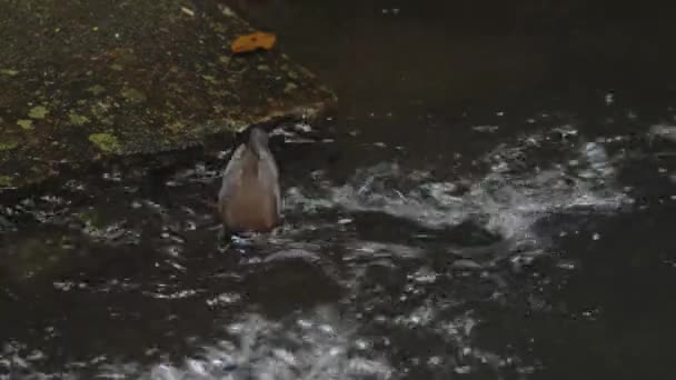 Brown Dipper Foraging Food Shallow River High Quality Footage — Stockvideo