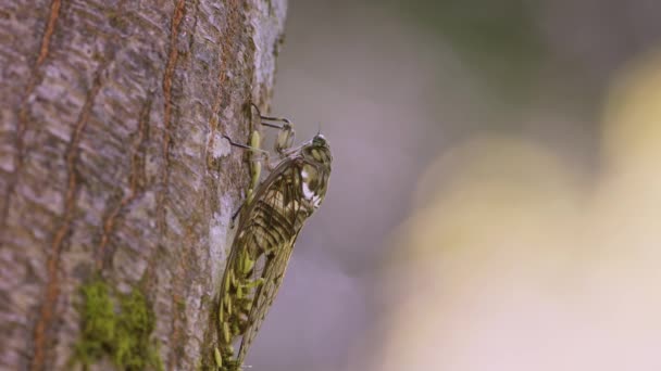 Close Shot Female Japanese Min Min Cicada Feeding Sap High — Wideo stockowe