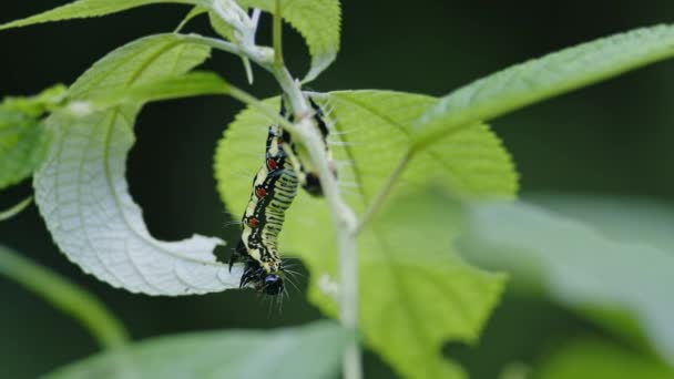 Close Shot Ramie Moth Caterpillar Feeding Leaves High Quality Footage — Vídeo de stock