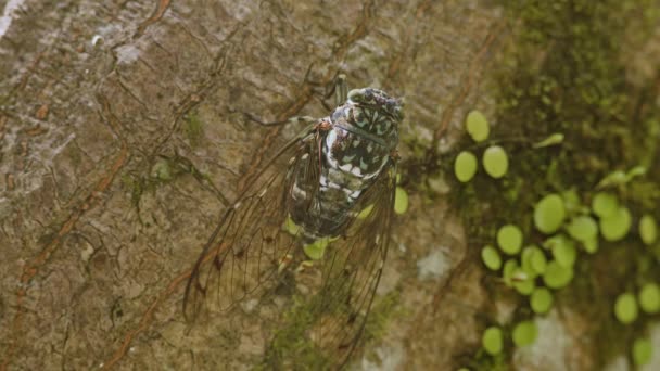 Close Shot Japanese Min Min Cicada Vocalising Tree Sound Included — 비디오