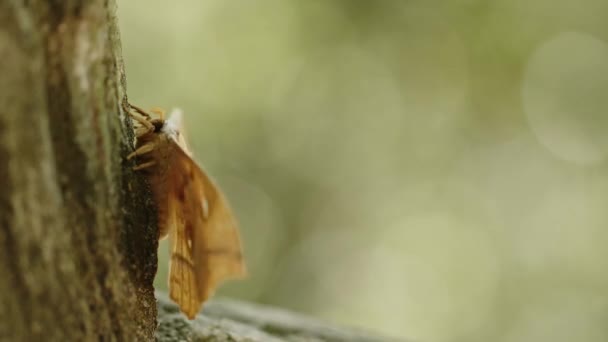Close Shot Japanese Silk Moth Struggling Strong Winds High Quality — Vídeo de stock