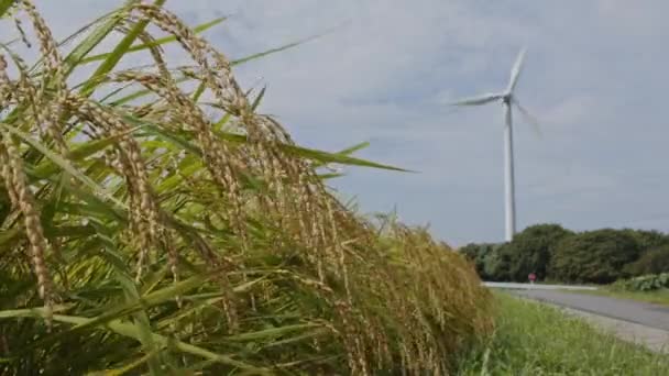 Primer Plano Las Plantas Arroz Con Turbinas Eólicas Operando Fondo — Vídeo de stock