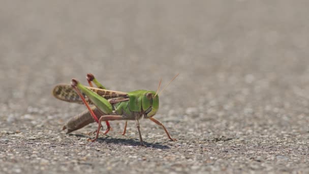 운동을 땅바닥에 메뚜기의 고품질 — 비디오