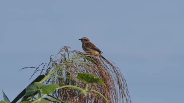 Close Shot Amur Stonechat Clinging Plant Wind High Quality Footage — Stock Video