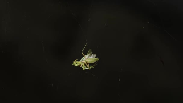 Imágenes Cerca Una Mantis Religiosa Atrapada Una Telaraña Imágenes Alta — Vídeo de stock