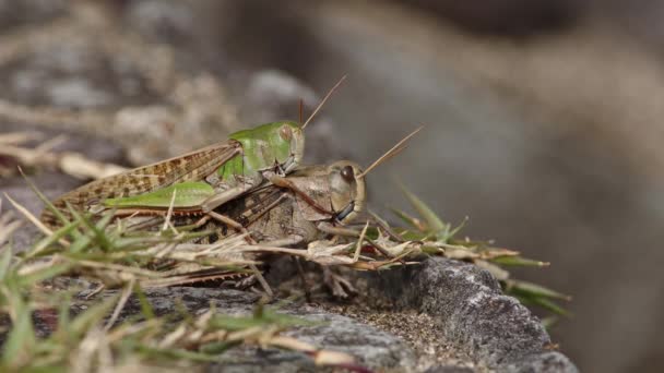 Close Footage Pair Large Locusts Mating Japan High Quality Footage — Stock Video
